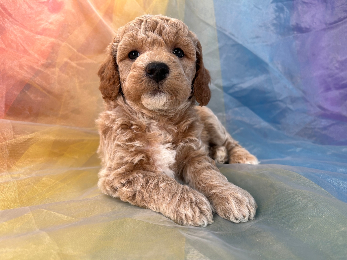 Male Bichon Poo Puppy for Sale $1200 DOB 12-25-2022